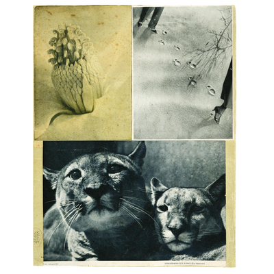 Cover Hannah Höch