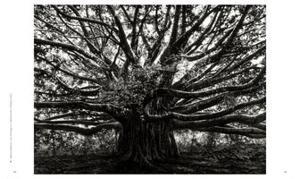 A black and white photograph of a massive banyan tree. Its thick, dark trunk supports a complex network of innumerable thick branches that spread out in all directions, creating a dense, tangled canopy that fills the entire frame.