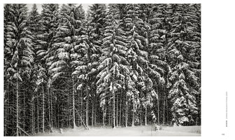 A dramatic black and white photograph of a dense evergreen forest during a heavy snowstorm. The trees are covered in thick snow, and the air is filled with falling snowflakes, creating a textured and atmospheric winter landscape.