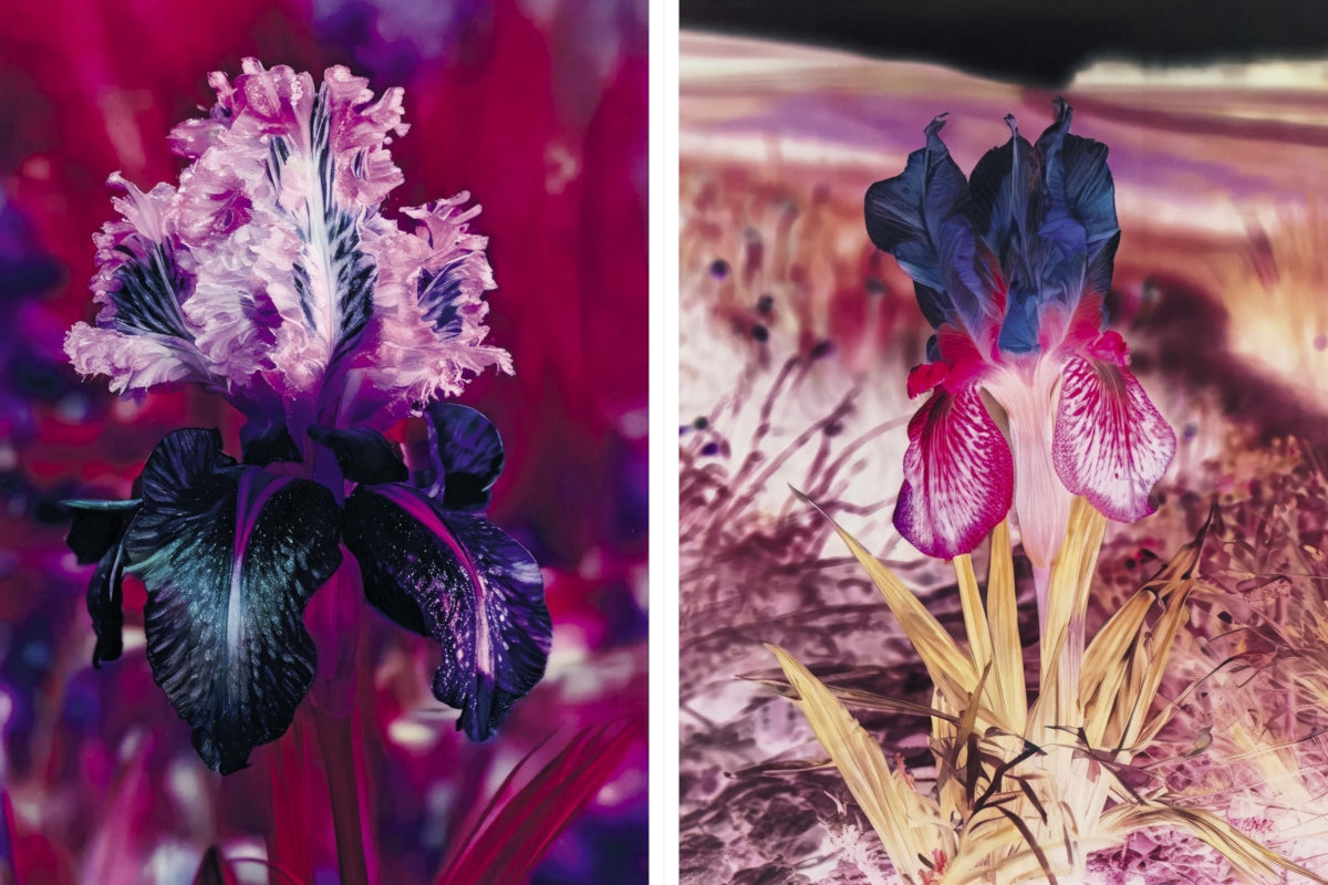 Lisa Oppenheim: The Eternal Substitute - Hatje Cantz