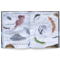 An open book with two illustrated pages showing various prehistoric sea creatures from the Cambrian explosion. The artwork, in a hand-drawn style on a light blue background, depicts strange organisms like a pink jellyfish, a brown segmented worm, and a green caterpillar-like creature. The pages contain German text explaining the event.