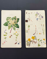 Hilma af Klint. Flora