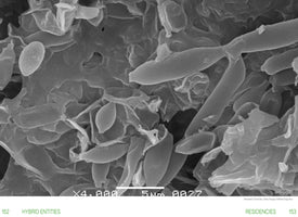 Culture Codes Democracy